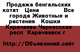 Продажа бенгальских котят › Цена ­ 20 000 - Все города Животные и растения » Кошки   . Карачаево-Черкесская респ.,Карачаевск г.